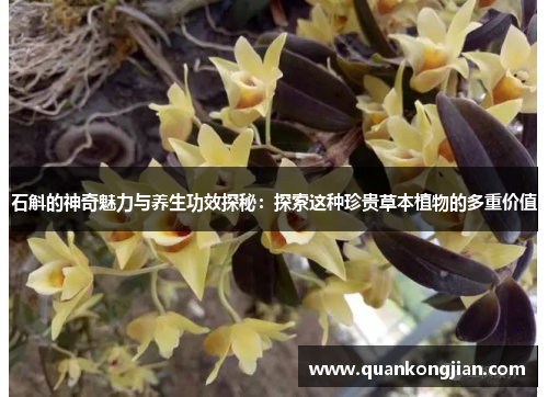 石斛的神奇魅力与养生功效探秘：探索这种珍贵草本植物的多重价值
